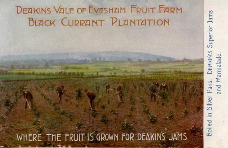 Deakin's Jam, blackcurrants in the Vale of Evesham